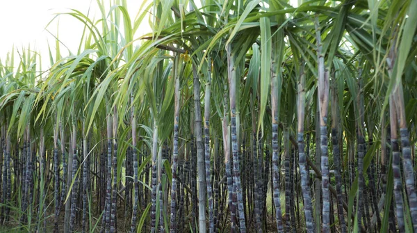 Scenario Piante Canna Zucchero Che Crescono Campo Asiatico — Foto Stock