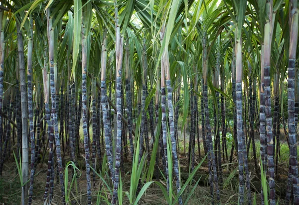 Krajina Pěstování Cukrové Třtiny Asijském Poli — Stock fotografie