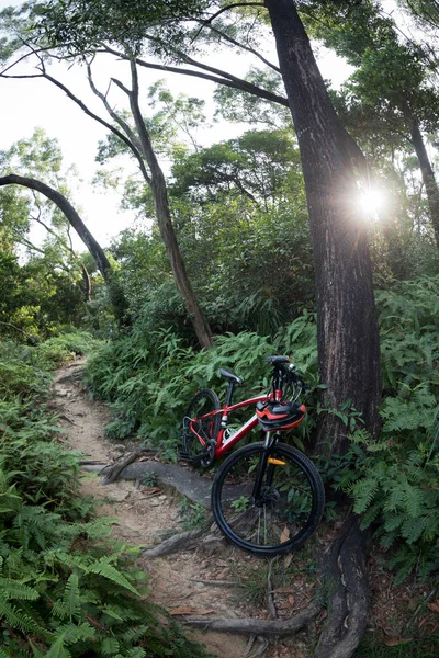 雨林小径的一辆山地自行车 — 图库照片