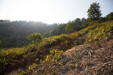 Güney Çin 'de sonbahar ormanı üzerinde gün doğumu