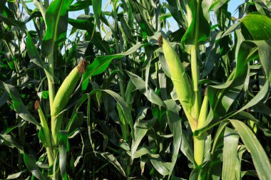 Güneş ışığında çiftlikte yetişen yeşil mısır tarlaları