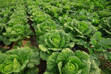 Çin 'deki yeşil Çin lahanası tarlası.