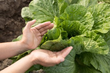 Çiftçi tarlada yetişen yeşil Çin lahanalarını teslim etti