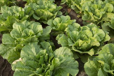 Yeşil Çin lahanası tarlasına yakın çekim 