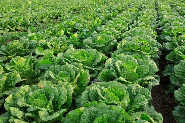 Country field of green Chinese cabbage crops in China