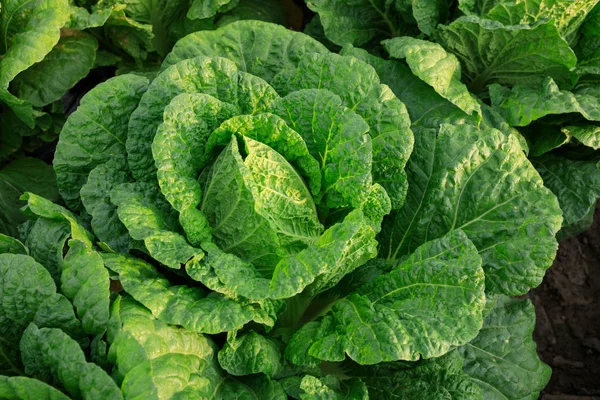 Green Chinese Cabbage Crops Field Close — Stock Photo, Image