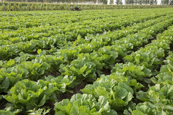 Land Veld Van Groene Chinese Kool Gewassen China — Stockfoto