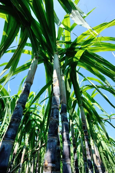 Groene Suikerriet Planten Groeien Het Veld Tegen Blauwe Lucht — Stockfoto