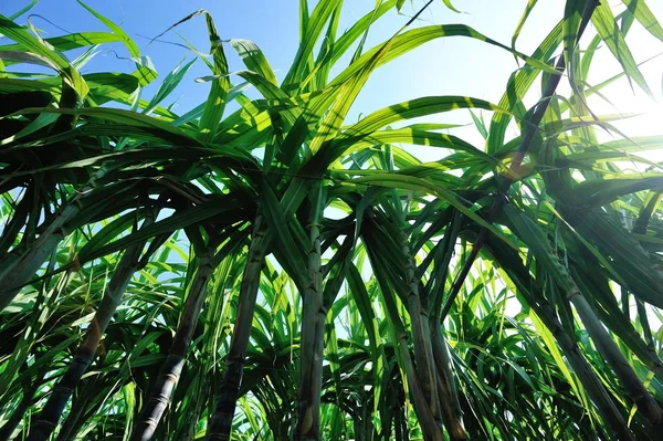 Πράσινα Φυτά Ζαχαροκάλαμου Που Αναπτύσσονται Αγρούς Υπό Έντονο Ηλιακό Φως — Φωτογραφία Αρχείου