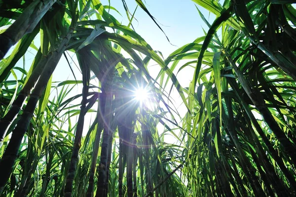 Yeşil Şeker Kamışı Bitkileri Parlak Güneş Işığında Tarlada Yetişiyor — Stok fotoğraf