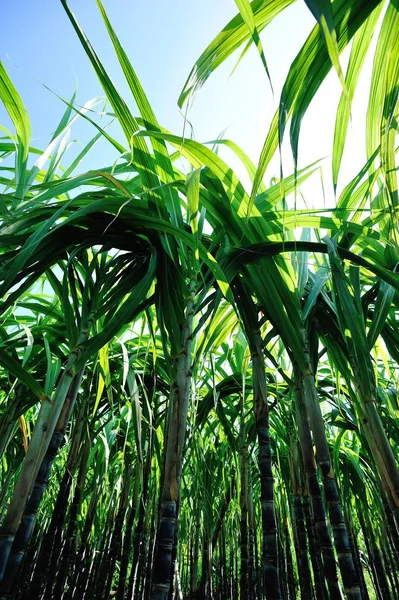 Groene Suikerriet Planten Groeien Het Veld Fel Zonlicht — Stockfoto