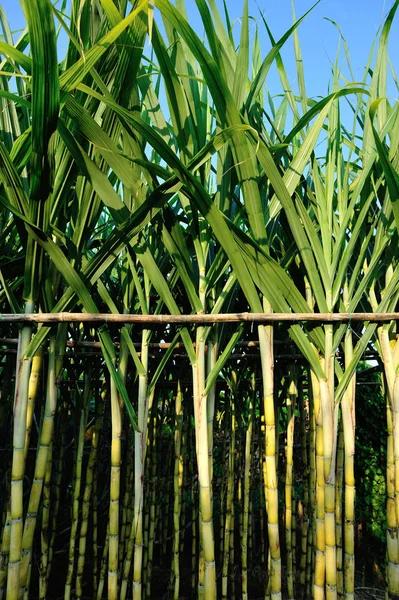 Green Sugarcane Plants Growing Field Blue Sky — Stock Photo, Image