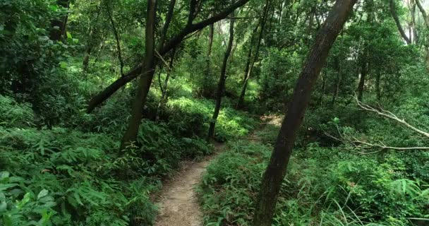 Entraînement Coureuse Dans Les Bois — Video