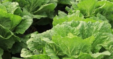 Kırsal alandaki yeşil Çin lahanalarının yakın çekimi, rüzgarla hareket eden yapraklar.