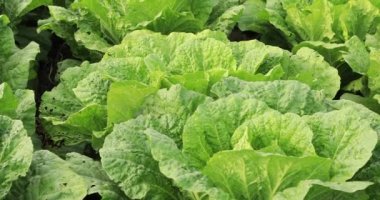 Kırsal alandaki yeşil Çin lahanalarının yakın çekimi, rüzgarla hareket eden yapraklar.