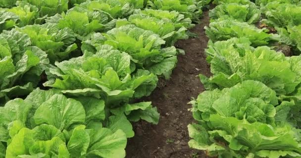 Close Green Chinese Cabbage Crops Rural Field Leaves Moving Wind — Stock Video