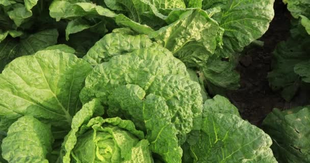 Close Green Chinese Cabbage Crops Rural Field Leaves Moving Wind — Stock Video