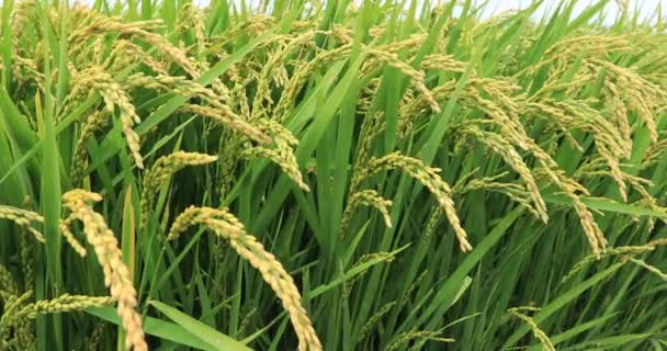 田園地帯の緑の熟れていない小麦のクローズアップ 風によって動く茎 — ストック動画