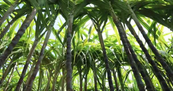 Groene Suikerriet Planten Groeien Het Veld Fel Zonlicht — Stockvideo