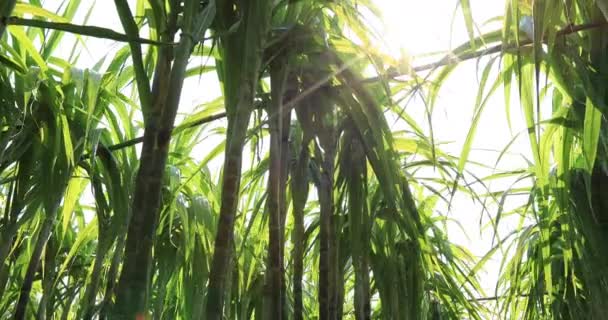 明るい日差しの中で畑で育つ緑のサトウキビの植物 — ストック動画