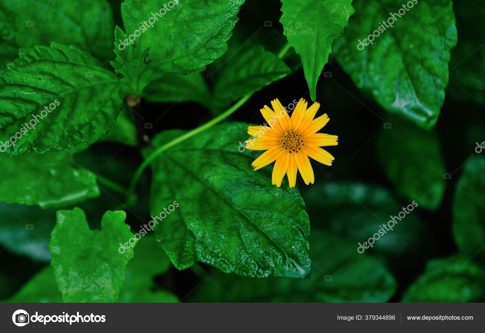 夏に美しい小さな黄色い花を咲かせます ストック写真 C Lzf