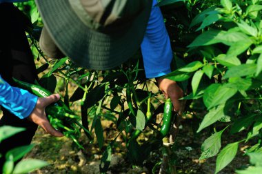 Çiftçi sebze bahçesinde yeşil biber topluyor.