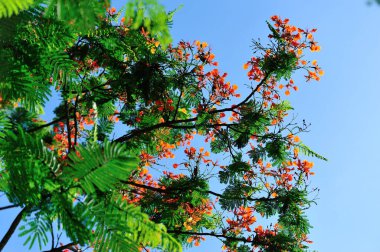 Güzel kırmızı noktalı nokta ya da yazın göz alıcı çiçekler.