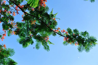 Güzel kırmızı noktalı nokta ya da yazın göz alıcı çiçekler.