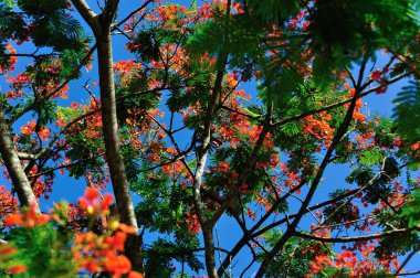 Yazın güzel kırmızı noktalı çiçek (Delonix regia).