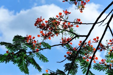 Yazın güzel kırmızı noktalı çiçek (Delonix regia).