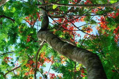 Yazın güzel kırmızı noktalı çiçek (Delonix regia).