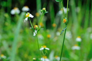 İlkbaharda açan küçük, güzel, beyaz yastık çiçekleri.