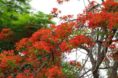 Yazın güzel kırmızı noktalı çiçek (Delonix regia).