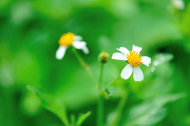 İlkbaharda açan küçük, güzel, beyaz yastık çiçekleri.