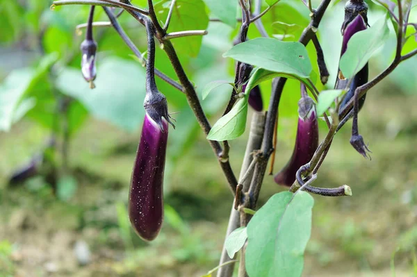 Eggplants Growth Vegetable Garden — Stock Photo, Image