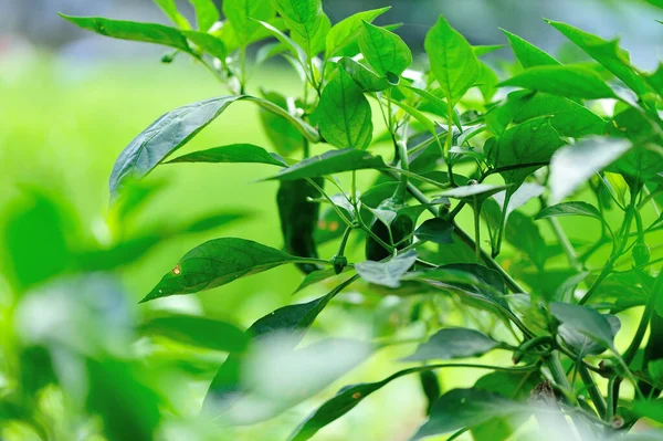Zelená Paprika Rostliny Růstu Zeleninové Zahradě — Stock fotografie