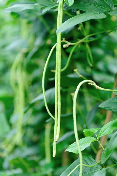Cowpea Rostliny Růstu Zeleninové Zahradě — Stock fotografie