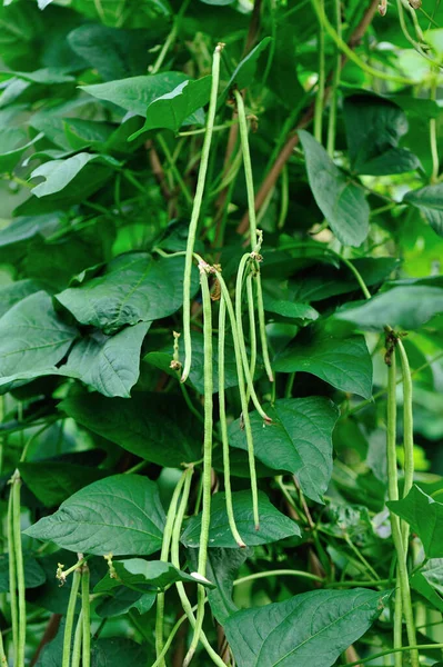 Cowpea Plants Grow Vegetable Garden — стоковое фото