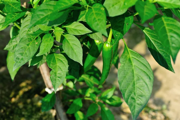 Green Chilli Pepper Plants Growth Vegetable Garden — Stock Photo, Image