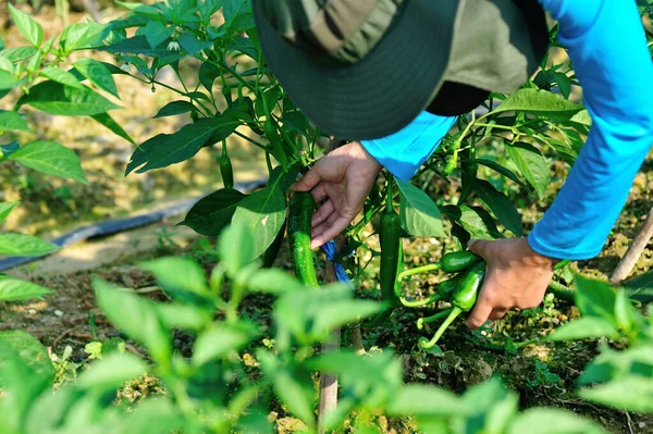 Boer Plukt Groene Peper Bij Moestuin — Stockfoto