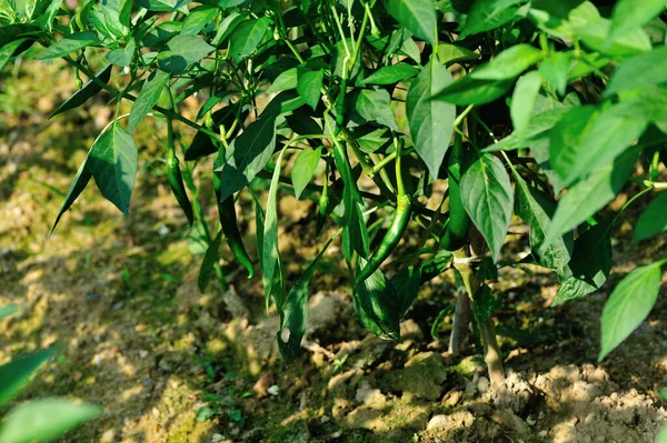 Plantas Chile Verde Crecimiento Huerta —  Fotos de Stock