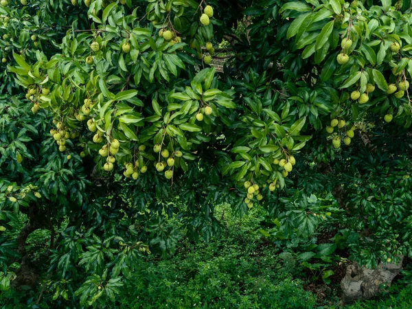Liči Tropické Ovoce Růstu Stromě — Stock fotografie