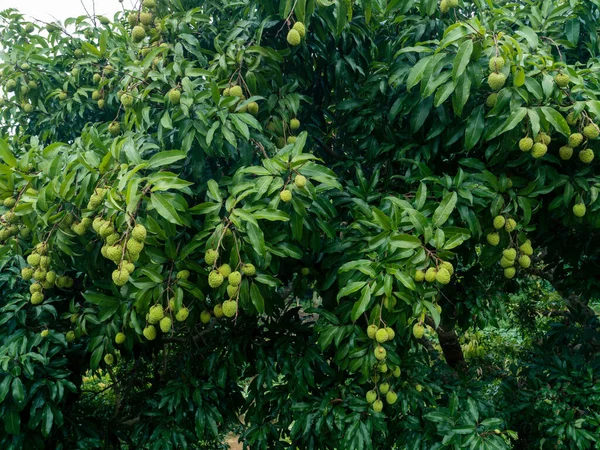 Licor Frutas Tropicais Crescimento Árvore — Fotografia de Stock