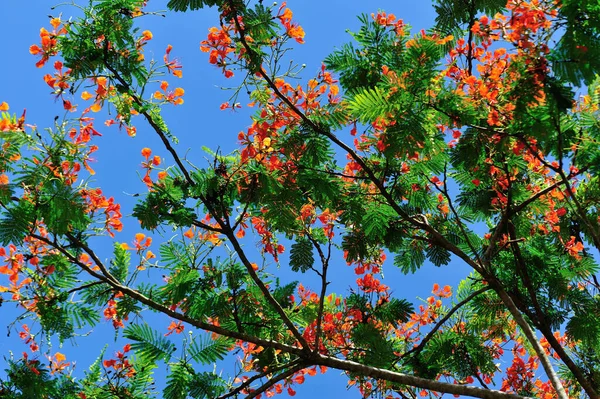Красиві Червоні Королівські Пуаньяни Або Вогняні Квіти Влітку — стокове фото