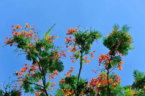 Krásná Červená Královská Poinciana Nebo Okázalý Květ Delonix Regia Létě — Stock fotografie