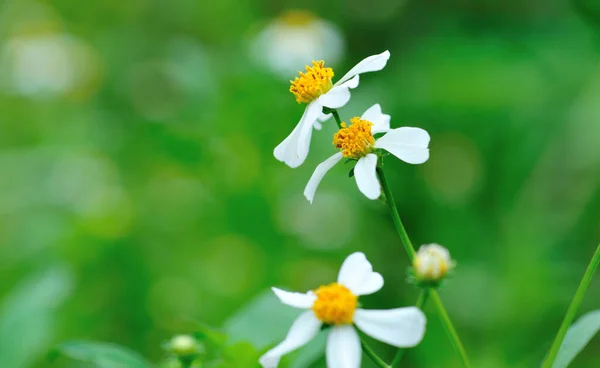 春に咲く美しい小さな白いビデンズピロサの花 — ストック写真