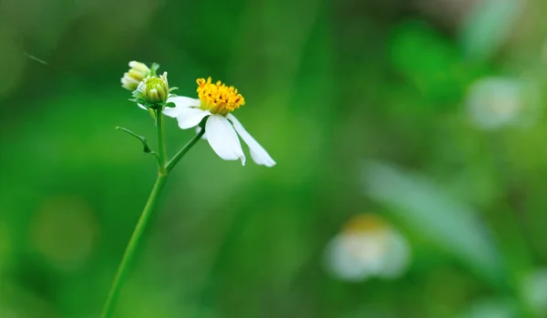 Schöne Kleine Weiße Bidens Pilosa Blüten Die Frühling Blühen — Stockfoto