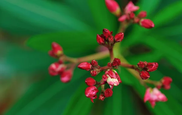 Vackra Små Blommor Blommar Sommar — Stockfoto