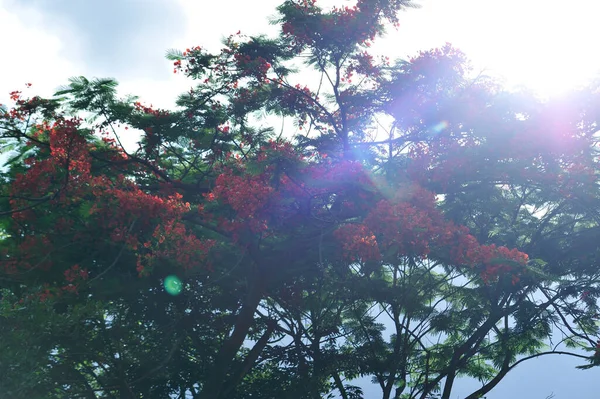 Krásná Červená Královská Poinciana Nebo Okázalý Květ Při Východu Slunce — Stock fotografie