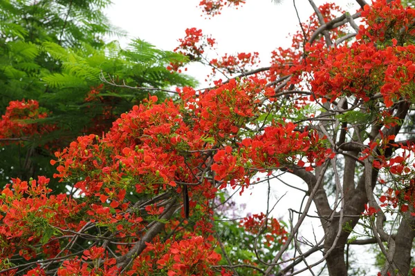 Linda Flor Real Vermelha Poinciana Flamboyant Delonix Regia Verão — Fotografia de Stock